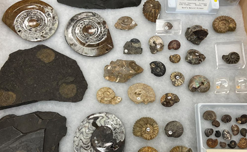 Ammonite fossils of different sizes