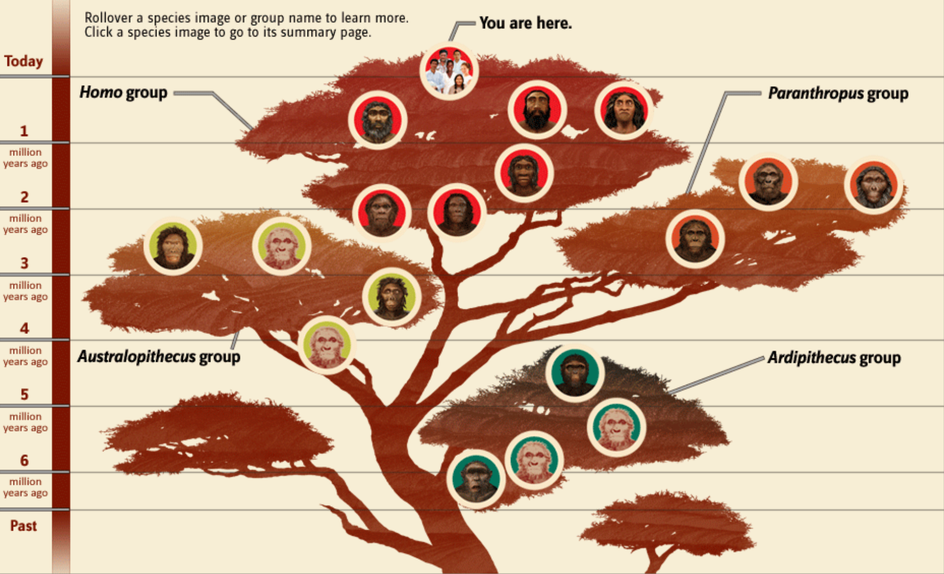 Smithsonian Family Tree