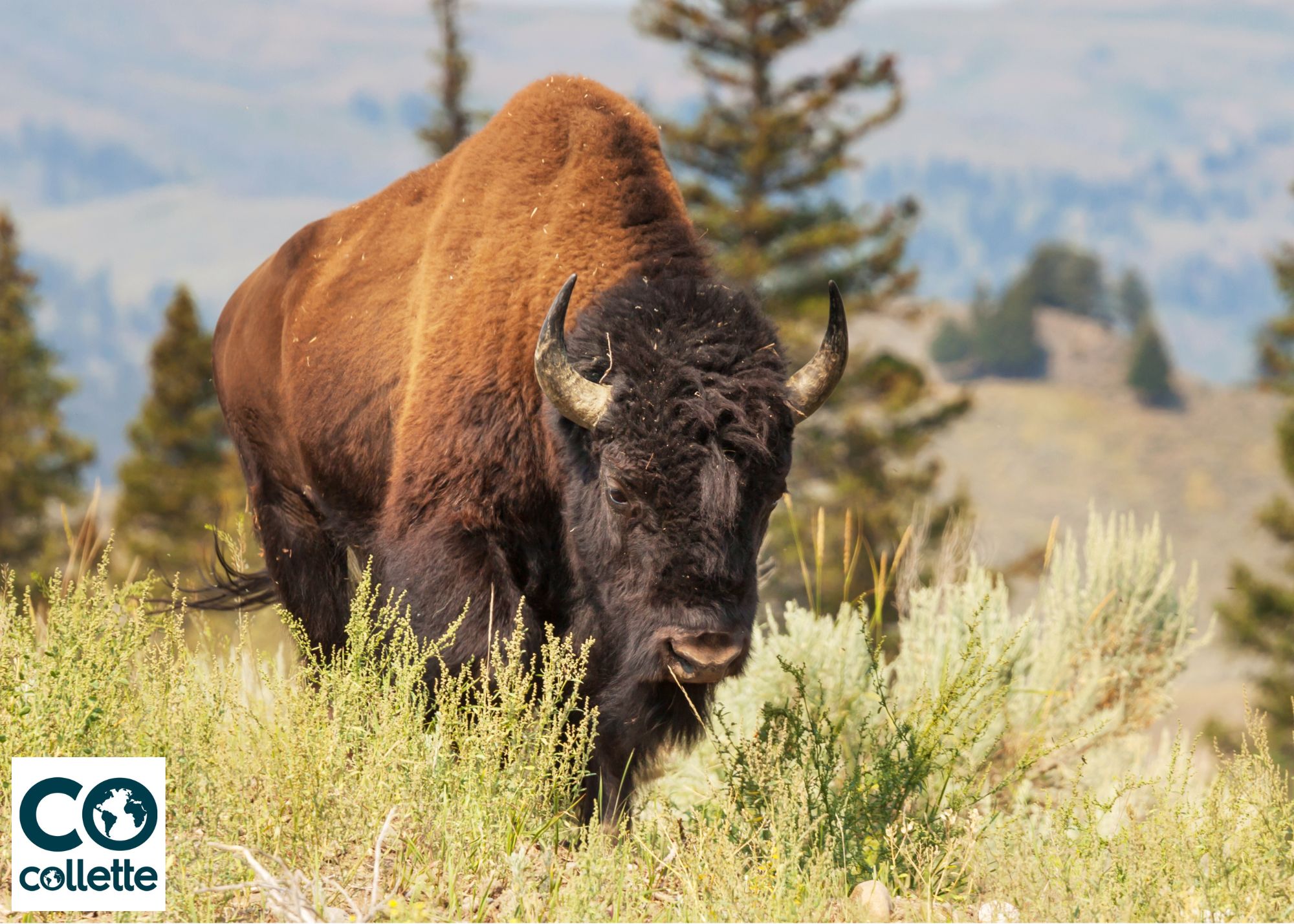 image of a Buffalo